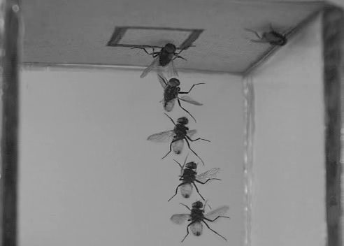 NCBS_Bangalore's tweet photo. The common housefly can land on almost any surface – horizontal, vertical, and even upside-down – in less than the blink of an eye. Ever wondered how? 

Now we know. Read more: https://t.co/cRy4S0QjSe https://t.co/4cRht4YqCz