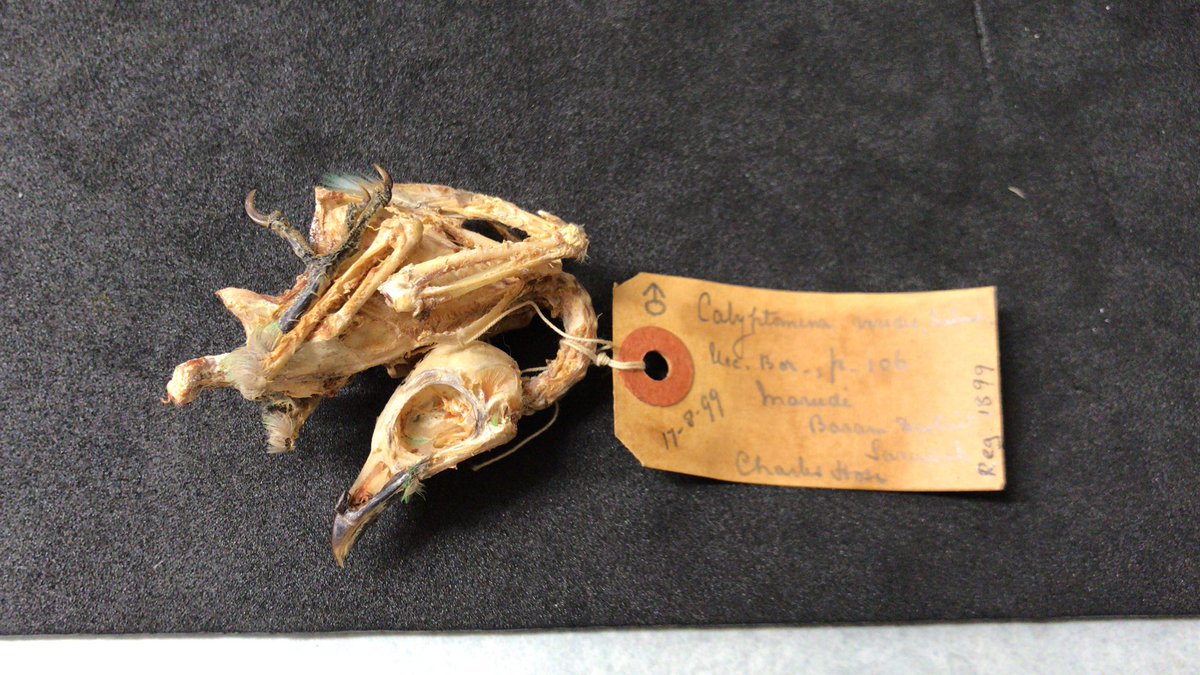 LizzySteell's tweet photo. Having fun browsing the passerine osteo collection this morning in the @ZoologyMuseum. This green broadbill was collected 120 years ago and still has some green feathers π #birds #birdbones #vertebratezoology https://t.co/zh9mrW55Iz