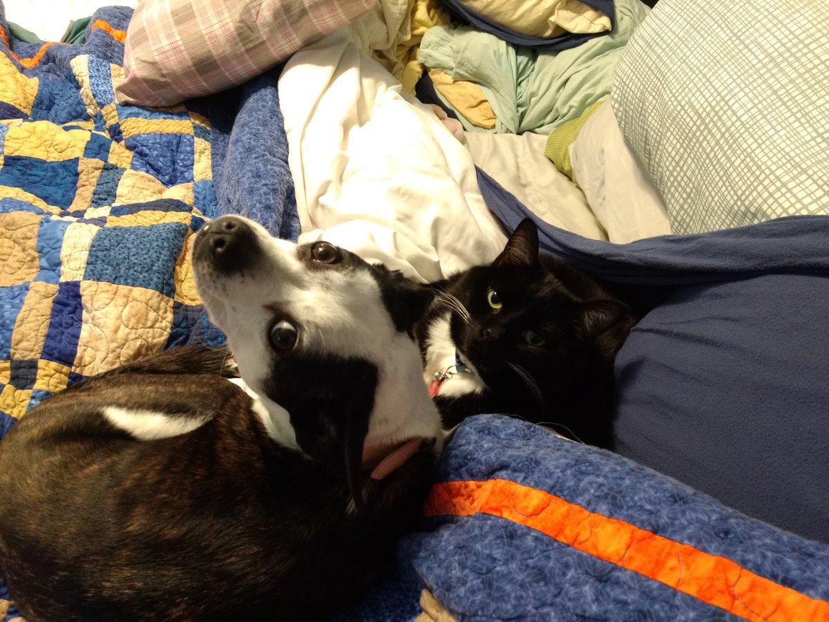 someRiversskate's tweet image. A small light in today's darkness: 

It's only been two years of caution and misunderstood, one-sided attempts at playing but my cat and dog are finally cuddling*! 😍

*as distantly as possible while also still touching
#DerbyTwitter because #DogsOfWFTDA #CatsOfWFTDA
