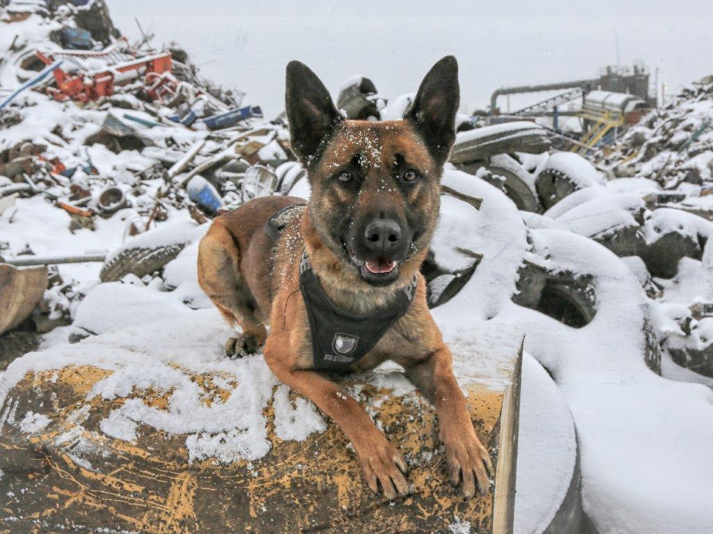 CPFYYC's tweet photo. 🎄12 DOG DAYS OF CHRISTMAS🎄 Boris loves to catch those up to no good. When he does a really good job, his partner gives him a pat on the head, an extra treat, and says "Braffy" - 'good dog' in Dutch! Get your Calendar online https://t.co/wtDYwKYk3m or from Safeway/Sobeys! https://t.co/tmKkZClh0n