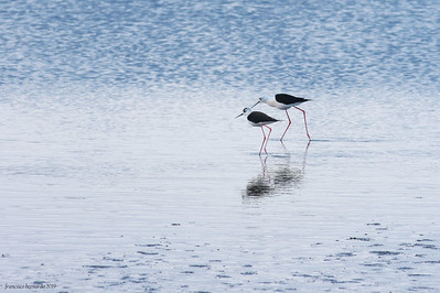 #Pernilongo #Himantopus #himantopus) #franciscobernardo##TwitterNatureCommunity #birding #photograghy #naturelover #nature#Aves #canonphotography .#canoncptroadshow #Portogallo #PortugalTakeOver #RNLED#travelphotography #TwitterNatureCommunity #porto #oporto #travel