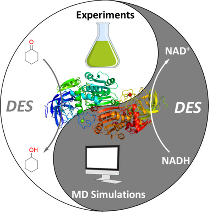ChemBioChem's tweet photo. Effect of water content in deep eutectic solvent/water mixtures on alcohol dehydrogenase catalyzed reactions (@SKara_BioBio @AarhusUni) #MolecularDynamics #SolventEffects https://t.co/cTHvOpUxL4 https://t.co/jnAZtUllEU