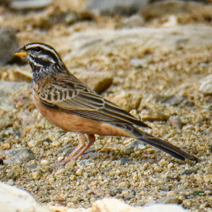 Striolated BuntingLocation: #Taif #Makkah Region #SaudiArabia#Birds #ksa #wildlife #nature #naturephotography #photography #travelphotography #amazing #birdsphotography #sauditourism #instadaily #beauty #wildlifephotography #beautiful @SaudiMagazine @IASArabia @SCTAEN @SeeSaudi