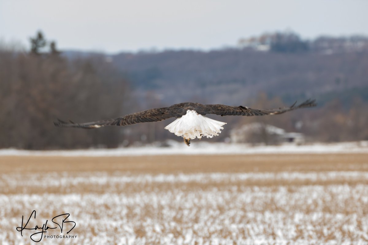 KayBeWx's tweet photo. A photograph of a beautiful bald eagle that was released back to the wild after being treated for lead poisoning, I was very grateful to be able to be part of her rescue & release #baldeagle #ontario #leadkills #huntleadfree https://t.co/TS2h14JyAz