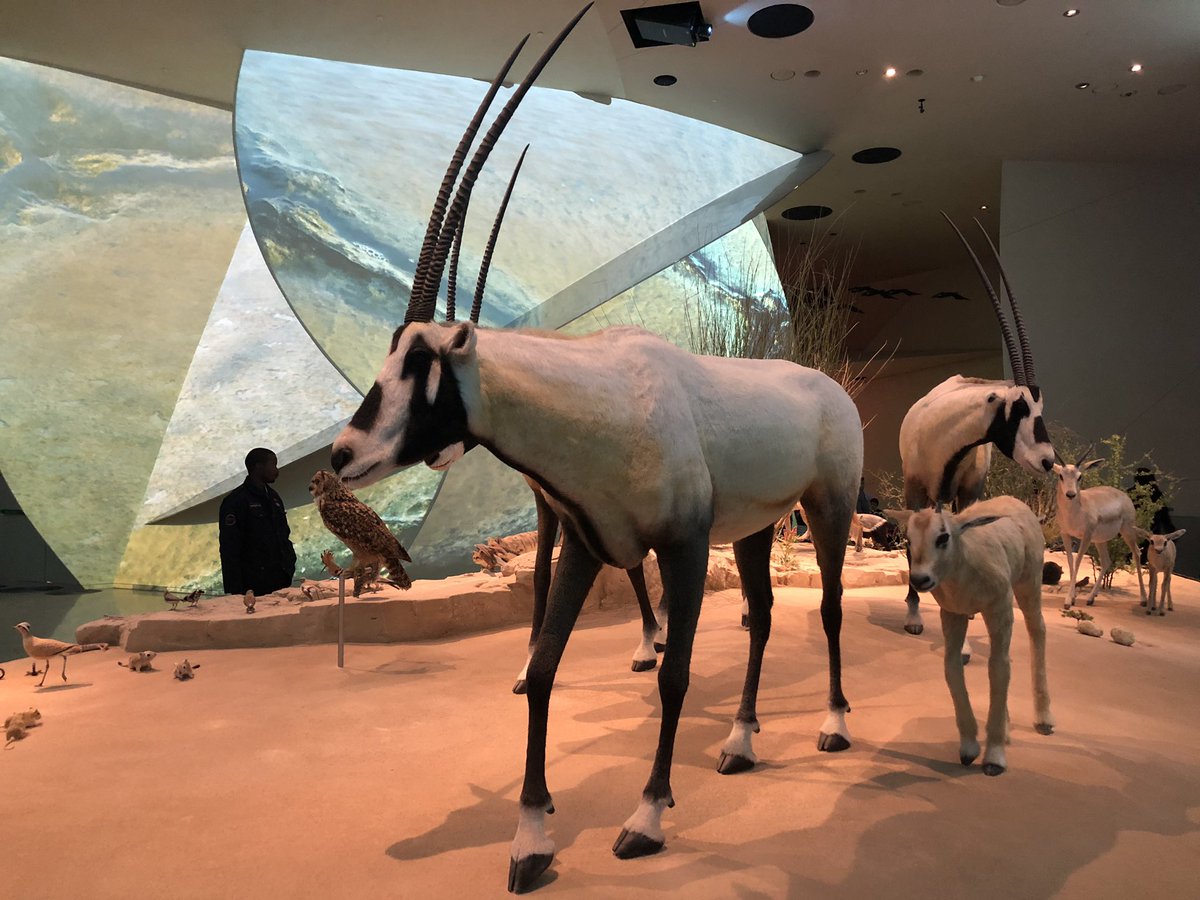 8. The national animal of Qatar is the Oryx, a kind of desert-dwelling antelope. | Patrick Chovanec | Scoopnest 8. The national animal of Qatar is the Oryx, a kind of desert-dwelling antelope. | Patrick Chovanec | Scoopnest