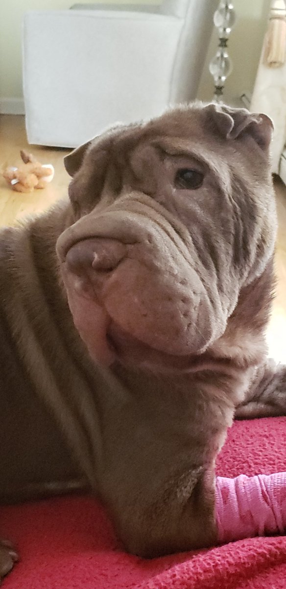 Valeriecapodic2's tweet image. #wellnessfriday spending happy times with these babies #sharpeis