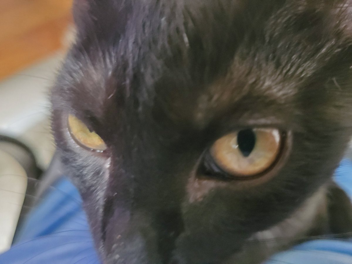 DarkKazoo's tweet photo. I see the story in your eye's. 
#soulstealer #kitten #BER https://t.co/L22lIxdBs1