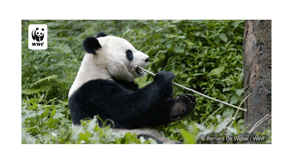 Mcrowey's tweet photo. I'm THRILLED to be running the 2020 Chicago Marathon as a proud member of Panda Nation🐼 for WWF!!!! My fundraising goal right now is $1,750 and I am excited to beat it!

THANK YOU for anything&amp;everything you can do to help me-Donate/Share/Encourage/Etc😍  https://t.co/0c8CVop7as https://t.co/44grQSKsDI