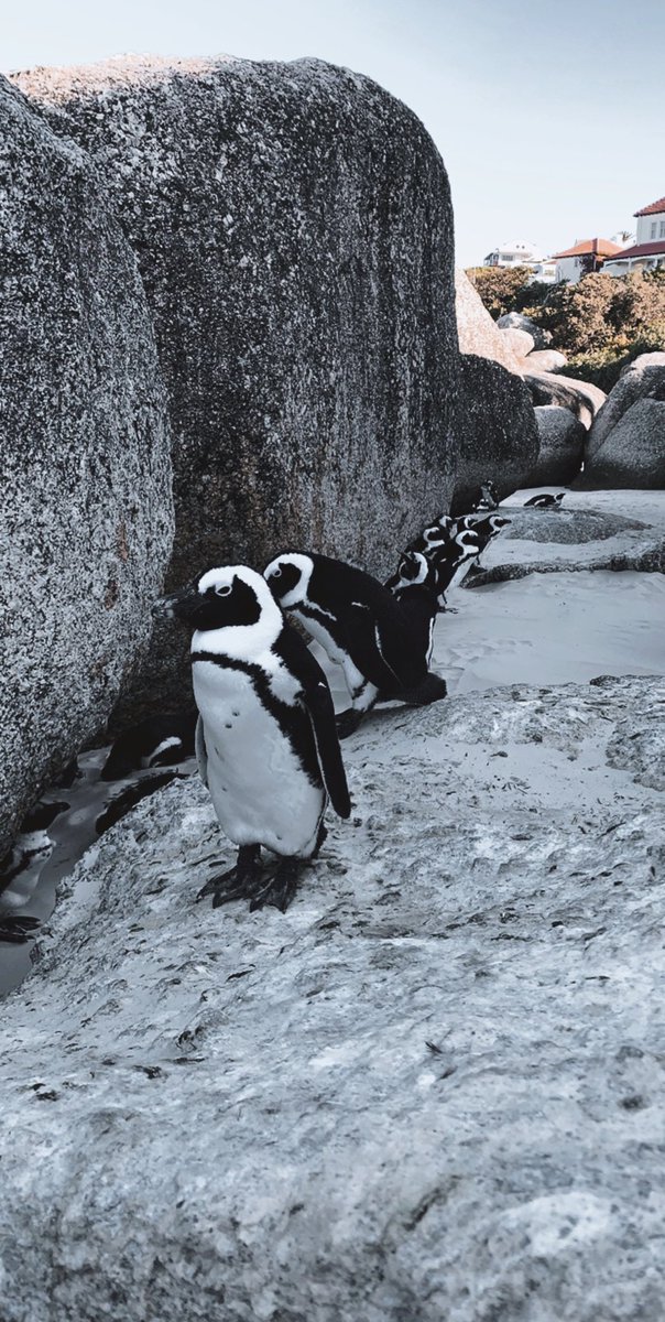 Boulders Beach - South Africa 🇿🇦