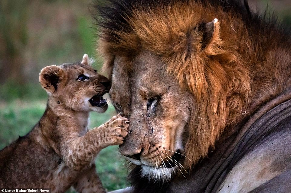 LIONCUB LEE tweet media
