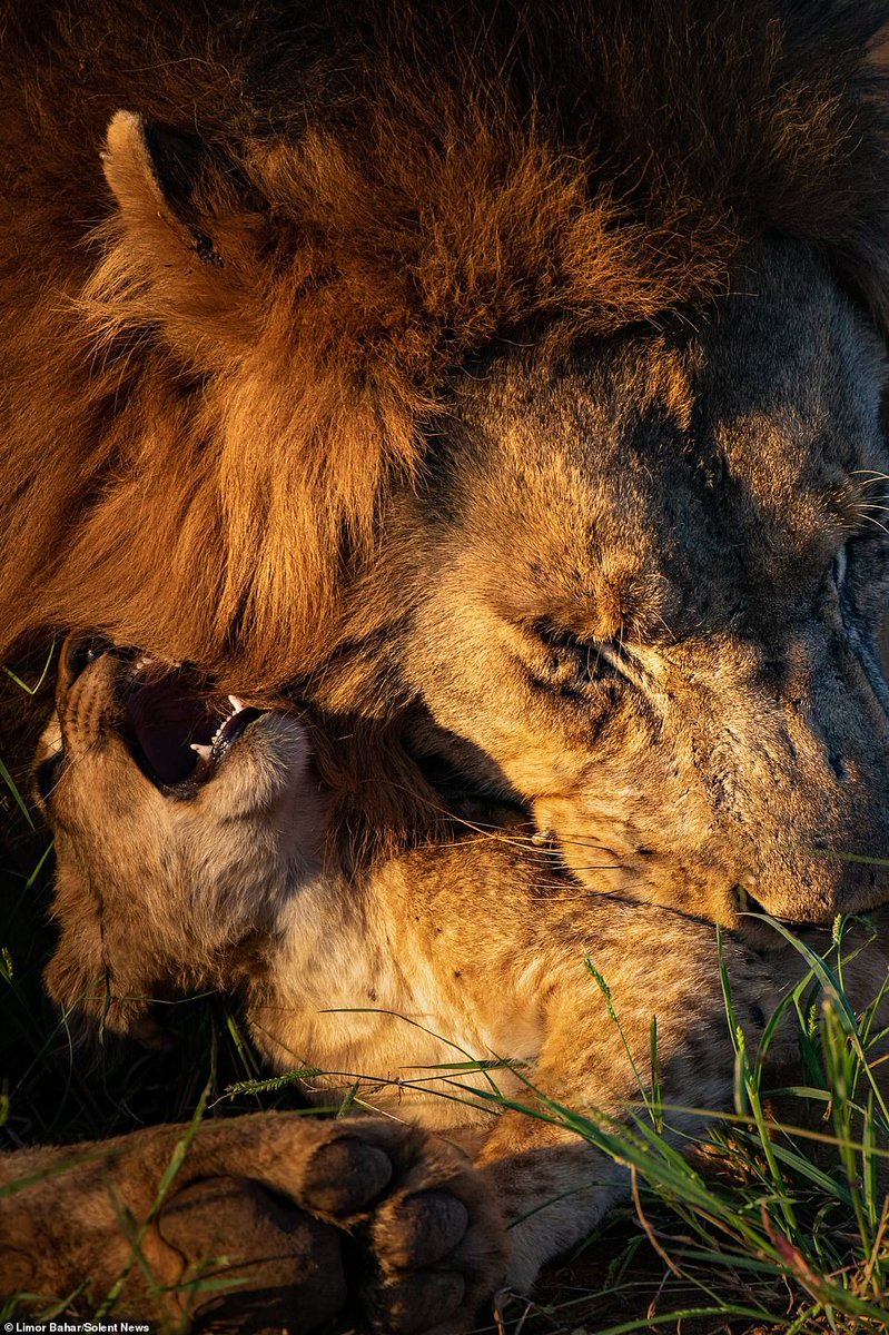 LIONCUB LEE tweet media