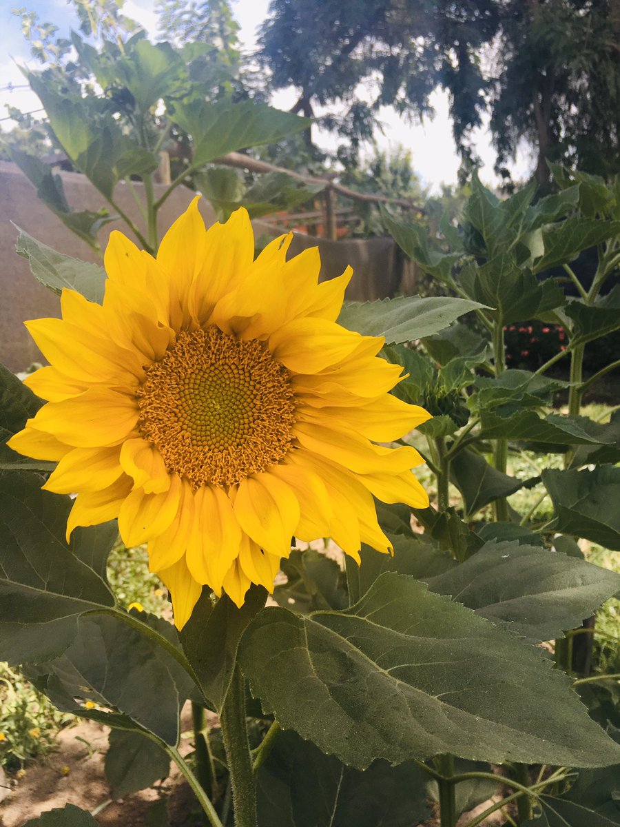 AmyCabreraA's tweet photo. Buen día :) , #FinalJuegosDePoder las flores que cultivo ! @CHVNoticias @nmonckeberg @rosita_valeska @Cooperativa https://t.co/IvW580ftNe