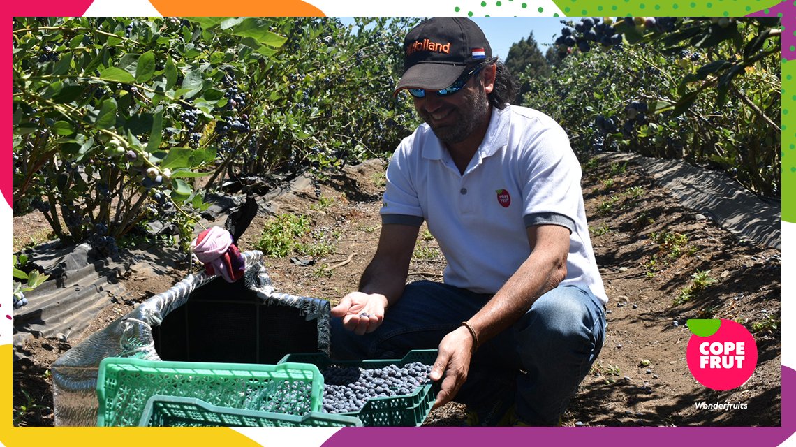 Claudio, Jefe de calidad de Arándanos, visita a huertos para garantizar la calidad y condición de nuestros productos. #Wonderfruits.