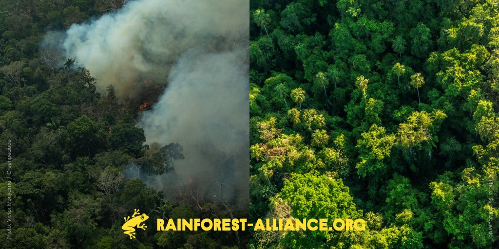 These side-by-side photos of 2 different tropical forests—one in Guatemala and the other in Brazil—tragically highlights the difference between GOOD and BAD government policy. 

#COP25 #TimeForAction 

Photos: @victormoriyama (left) @sergioizquierdo (right)