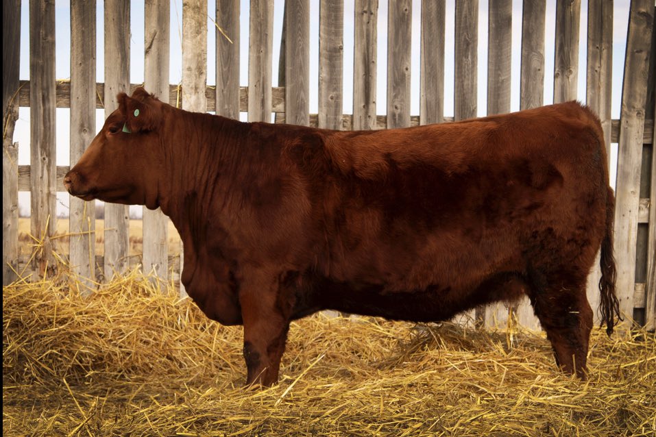 Sale day.  Touch of Class. We have two open and one bred heifer selling.  Lots 25, 35 &amp; 36. Message me if you would like more information today.