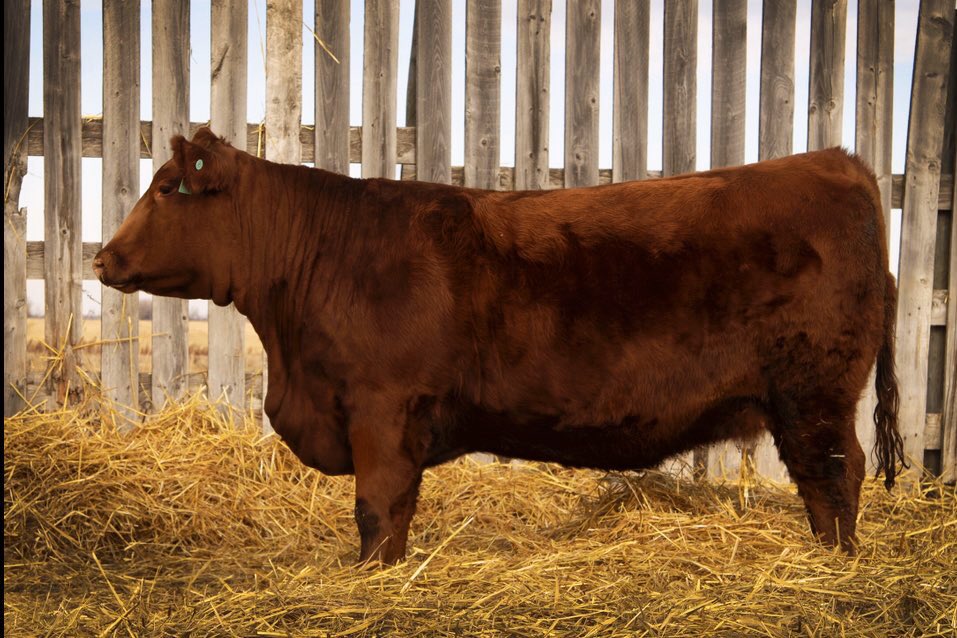 Touch of Class sale today 
Lot 25 bred heifer 
Beautiful Triple L Jagger daughter. She’s bred to the Wilbar Element bull which was Wilbars highest selling Specialist son in 2017. Message me today for more info. #cdnangus