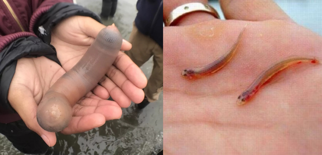 TVMaresol's tweet image. Peixe-pênis se encontra com candiru, o peixe que entra no pinto, e equilíbrio da natureza é restaurado