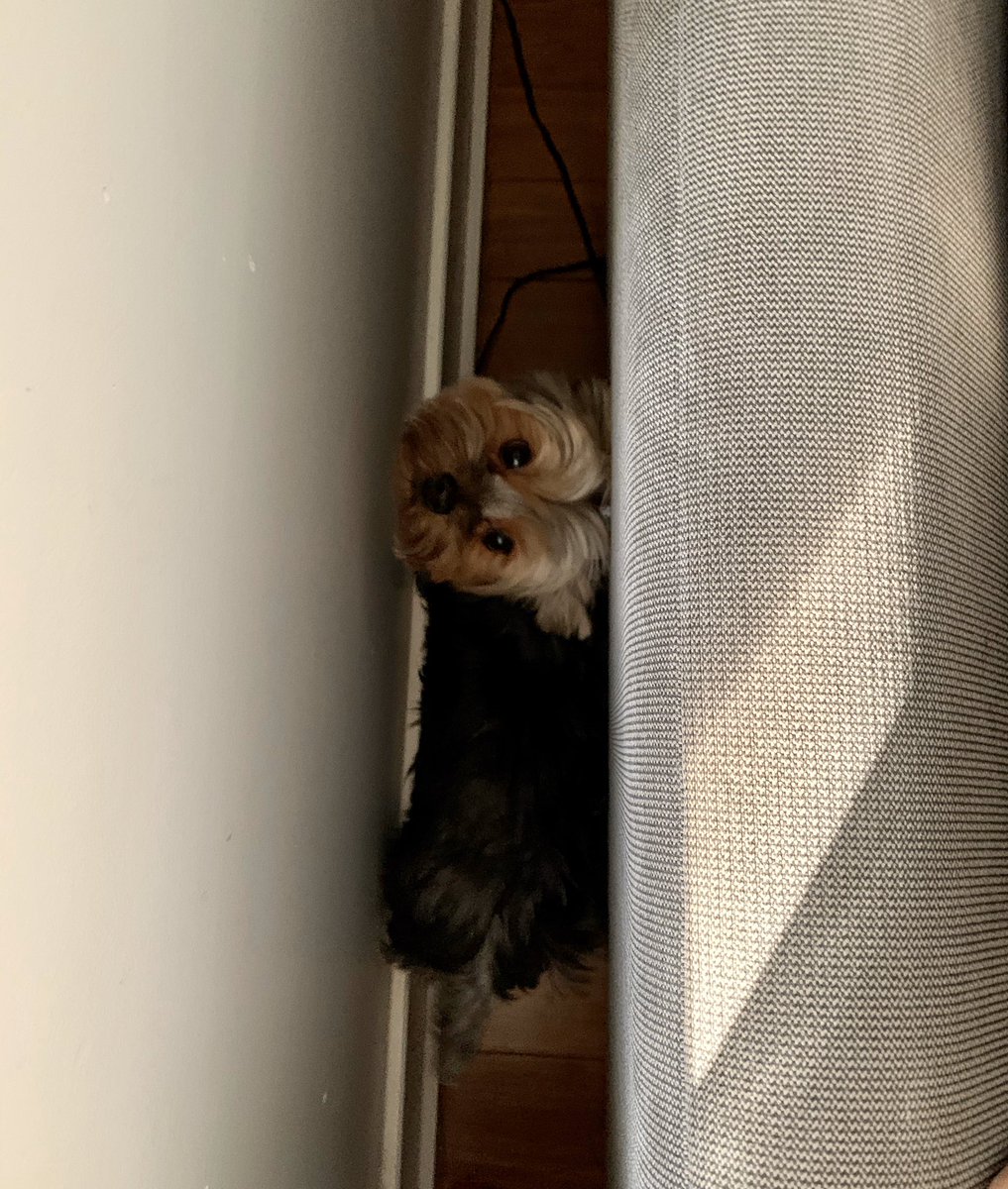Everyone, my dog. Got herself stuck between the couch and wall 😂😂😂 #FridayThe13th  #yorkies