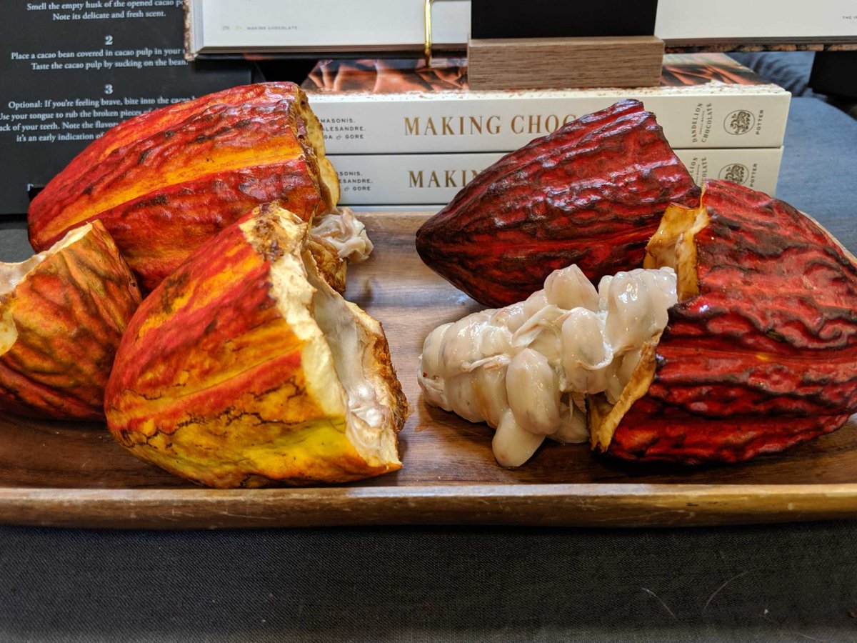 DraughtLab's tweet image. This fruit may look out of this world, but this weird-looking cacao pod is the key to all things chocolate. #cacao #cacaopod #chocolate
