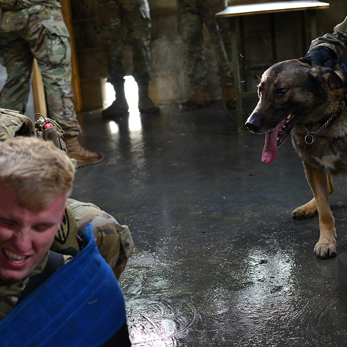 MWD_Mag's tweet image. Repost @100THMPDETMWD
Soldiers of the 100th Conduct a joint #buildingsearch with their #MWD for a hidden target #letthebigdogseat @ Stuttgart, Germany