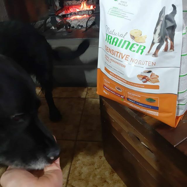Paomorelli's tweet photo. #dog #naturaltrainerit #alimentazionesana #fireplace #instagood #instagram #love #photooftheday #instagood #breakfast #naturaltrainer #amazing #cool #cute https://t.co/RgyIfAkXYr https://t.co/IIYrUZi6Yi