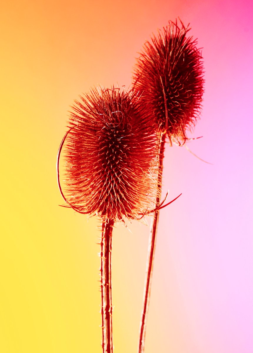 kingswood_photo's tweet image. *EFFECTIVE OUTCOMES* Fantastic use of colour, composition and lighting by our Year 9 GCSE Photography students @Kingswood_Acad @AETAcademies in response to the work of Erwin Frotin #colour #lightdiffusion #naturalforms