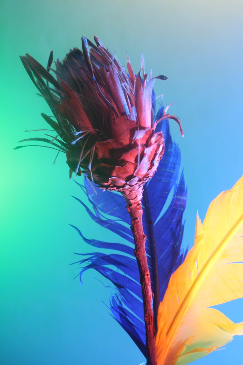 kingswood_photo's tweet image. *EFFECTIVE OUTCOMES* Fantastic use of colour, composition and lighting by our Year 9 GCSE Photography students @Kingswood_Acad @AETAcademies in response to the work of Erwin Frotin #colour #lightdiffusion #naturalforms