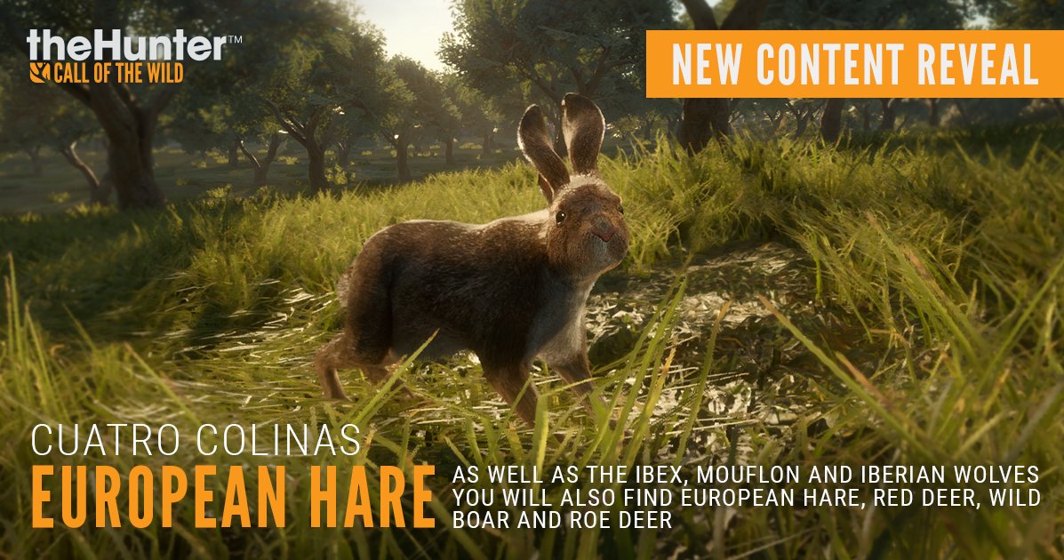 Thehuntercotw New Reserve Cuatro Colinas Introducing The European Hare The European Hare Can Be Found Mostly In The Fields And Low Areas Of Cuatro Colinas If Small Game Is