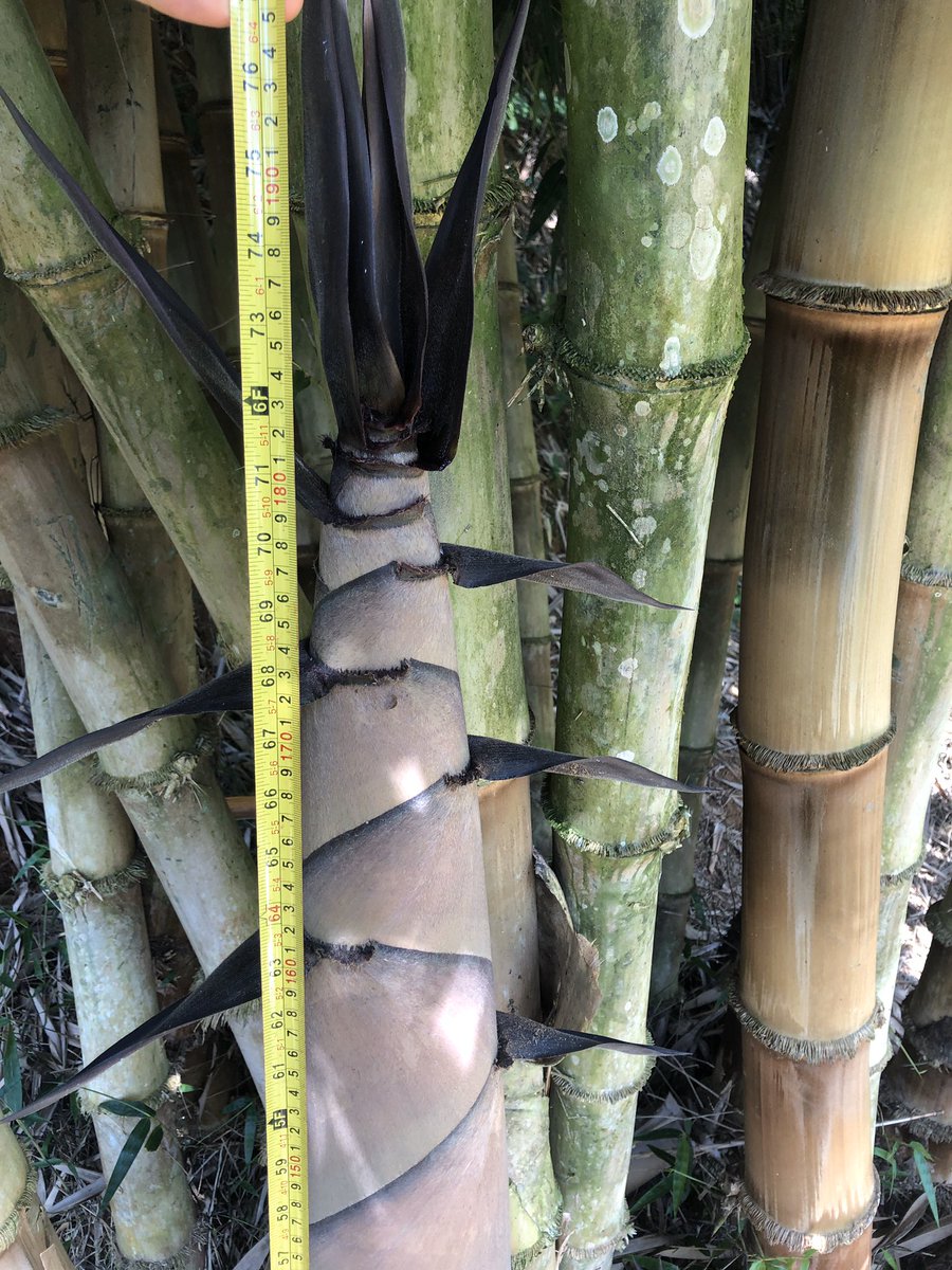 thinkbamboo's tweet photo. Bamboo can be eaten (new shoots), made into fiber for clothing, it can be used in concrete reinforcement, in can provide great livestock feed with the foliage being up to 22% protein, it can be machined into numerous forms of lumber, etc. #thinkbamboo #giantbamboo #bamboo https://t.co/O7JkbxEAha
