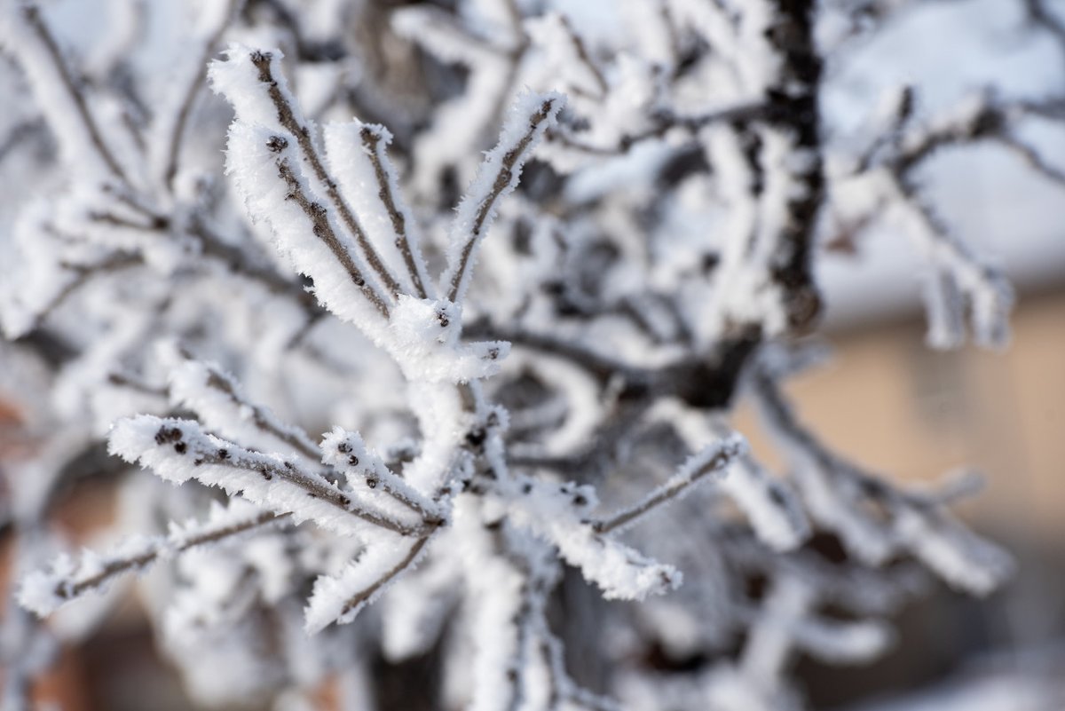 Walking in a winter wonderland ❄️🌲☃️ #ExperienceNDSU