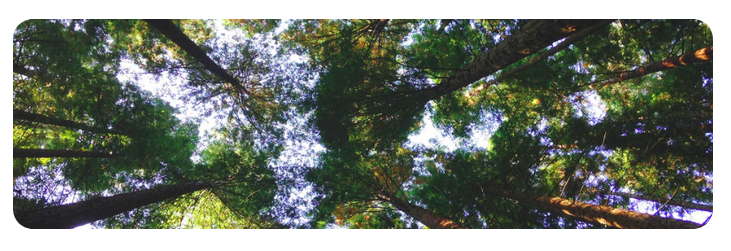 _everysay's tweet photo. How should #Toronto fight #climatechange? #HaveYourSay
https://t.co/bCchLsmODv
@TOenviro @TOforFuture @progresstoronto @Forests_Ontario @greenbeltca @envirodefence
#TOpoli #cdnpoli #climatechange #climatecrisis #torontoclimate https://t.co/e74CnLSTkK