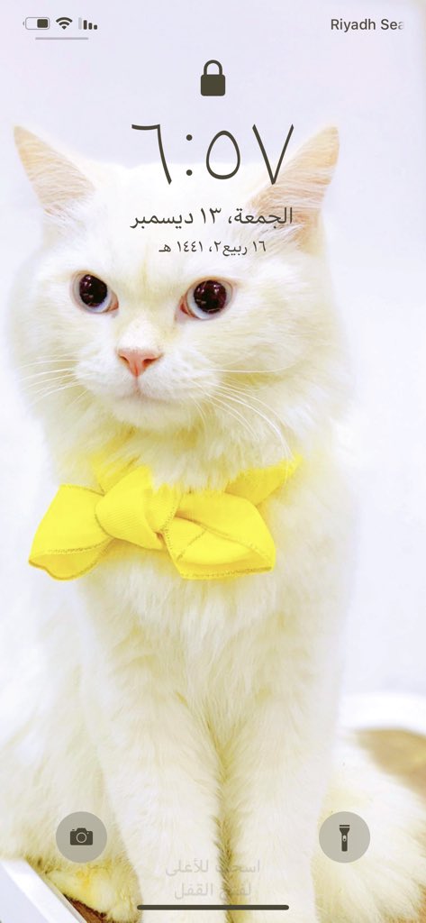 looly___232 tweet picture