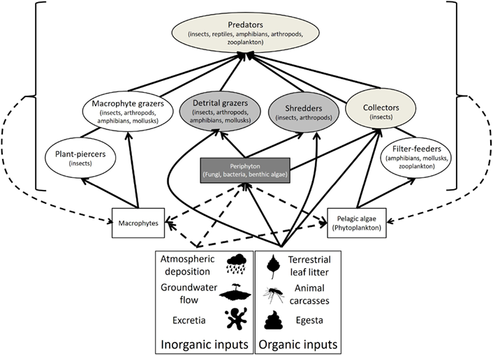 ESAMonographs's tweet photo. #New in @ESAMonographs
Reviewing the role of plant litter inputs to forested #wetland ecosystems: leafing through the literature
#detritivory #functionaltrait #microbe
https://t.co/sZ2zA5ex0j https://t.co/oa3h4lGlJV