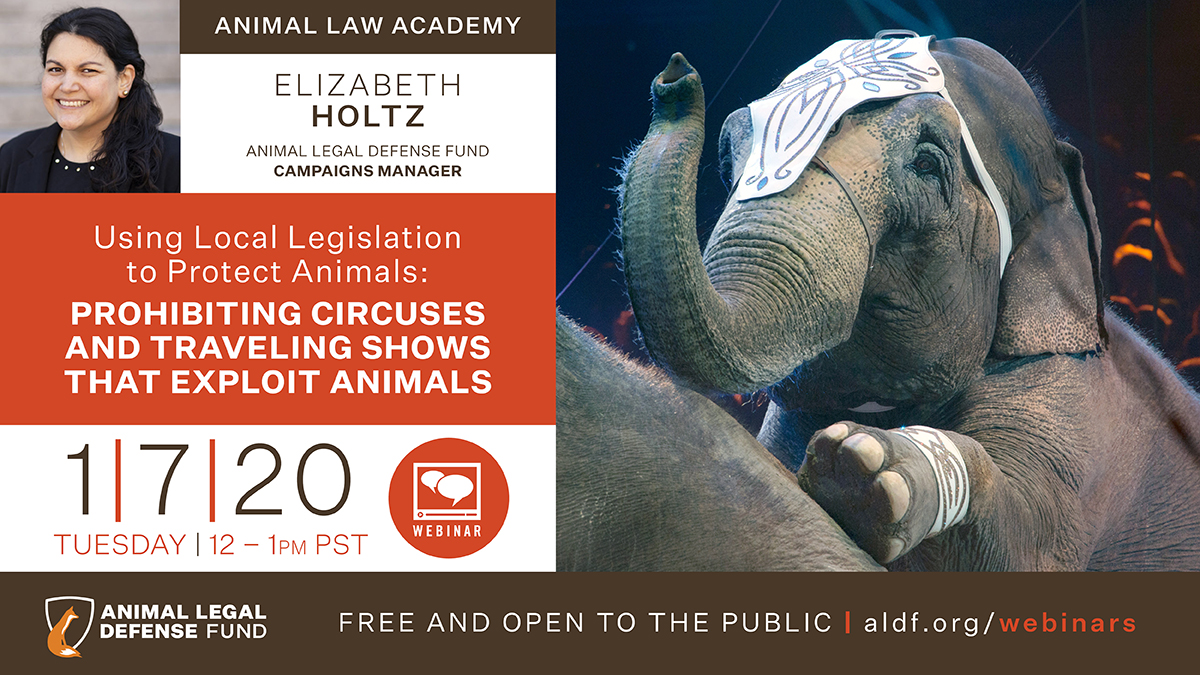 ALDF's tweet photo. Learn how wild animals are exploited in circuses and traveling shows, and how you can help! Don't miss our next webinar on January 7th. Registration is free, sign up here: https://t.co/ZwgAKDNEqk https://t.co/xEFqDA1hMG