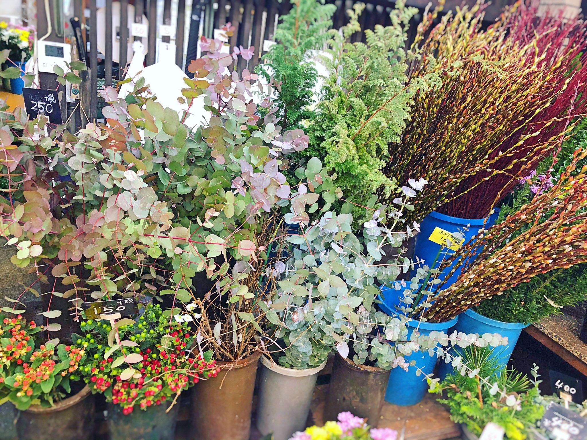 黒沢生花店 今日の花揃え 枝物でもクリスマス気分 キレイなユーカリが入ってますよ 尼崎市 立花駅 立花市場 花屋 黒沢生花店 生花 切り花 枝物 サンゴミズキ 赤目柳 ユーカリ サツマスギ 姫マサキ 寒桜 ヒペリカム T Co 黒沢生花店 今日の花揃え 枝物でもクリスマス気分 キレイなユーカリが入ってますよ 尼崎市 立花駅 立花市場 花屋 黒沢生花店 生花 切り花 枝物 サンゴミズキ 赤目柳 ユーカリ サツマスギ 姫マサキ 寒桜 ヒペリカム T Co