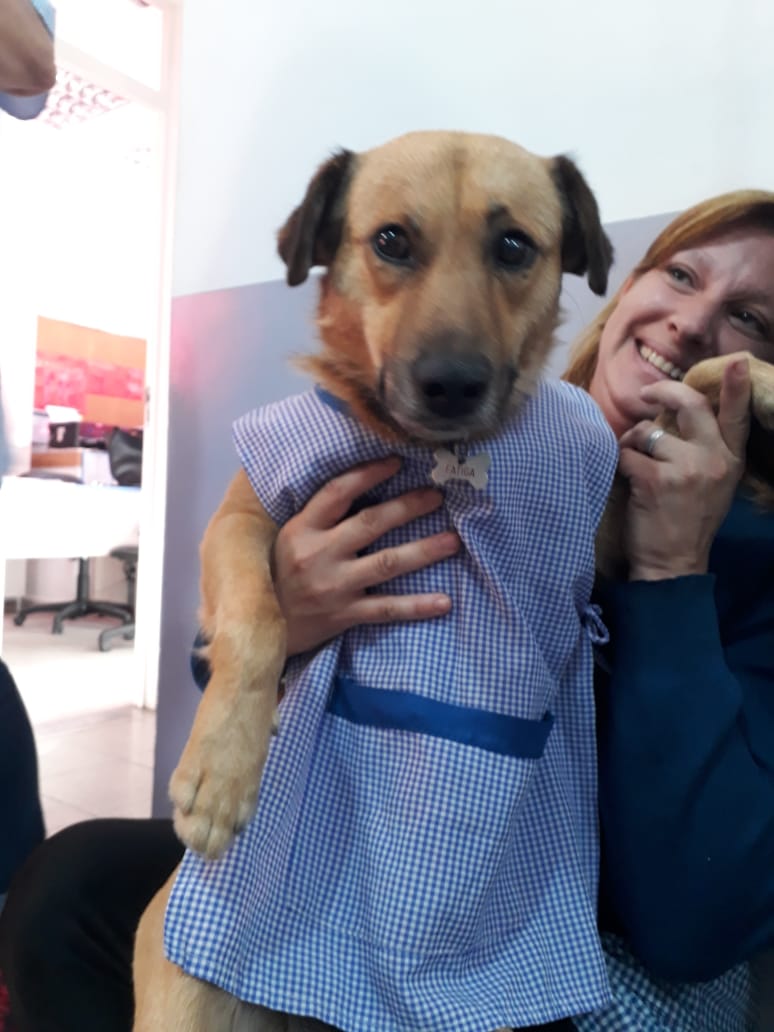 KevinTomio1's tweet photo. En el jardín donde trabaja mi mamá adoptaron un perrito y fue abanderado AMO https://t.co/p2axjhoAIb