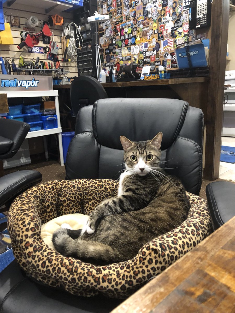 realvaporinc's tweet photo. @AmyFreeze7 My cats name is Vapor, from Holbrook Long Island, Thank you Nicholas https://t.co/Nf2uOX6yod
