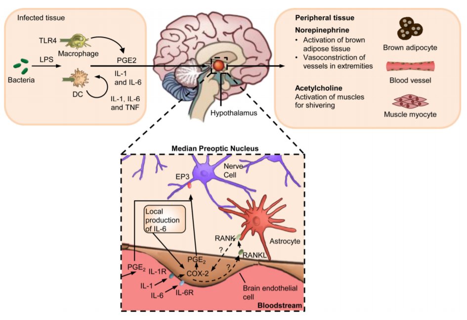 4/15How do you get a fever? It's all caused by pyrogens (chemicals which trigger fever), which can either be exogenous (from bugs themselves like LPS) or endogenous (cytokines released in infection like IL-1, IL-6 or TNF)This triggers release of PEG2 into the hypothalamus