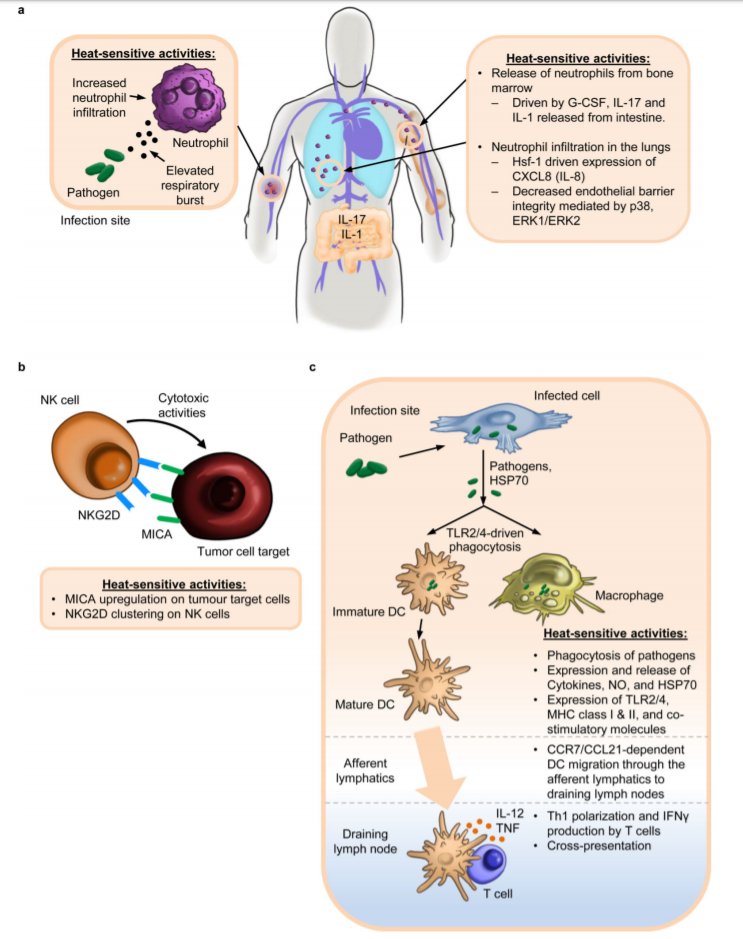 7/15Why does your body raise its temperature in response to infection?2 main reasons:1- It inhibits growth and replication of pathogens https://www.ncbi.nlm.nih.gov/pmc/articles/PMC261024/pdf/iai00104-0144.pdf2- It promotes the bodies immune response to infection https://www.nature.com/articles/nri3843