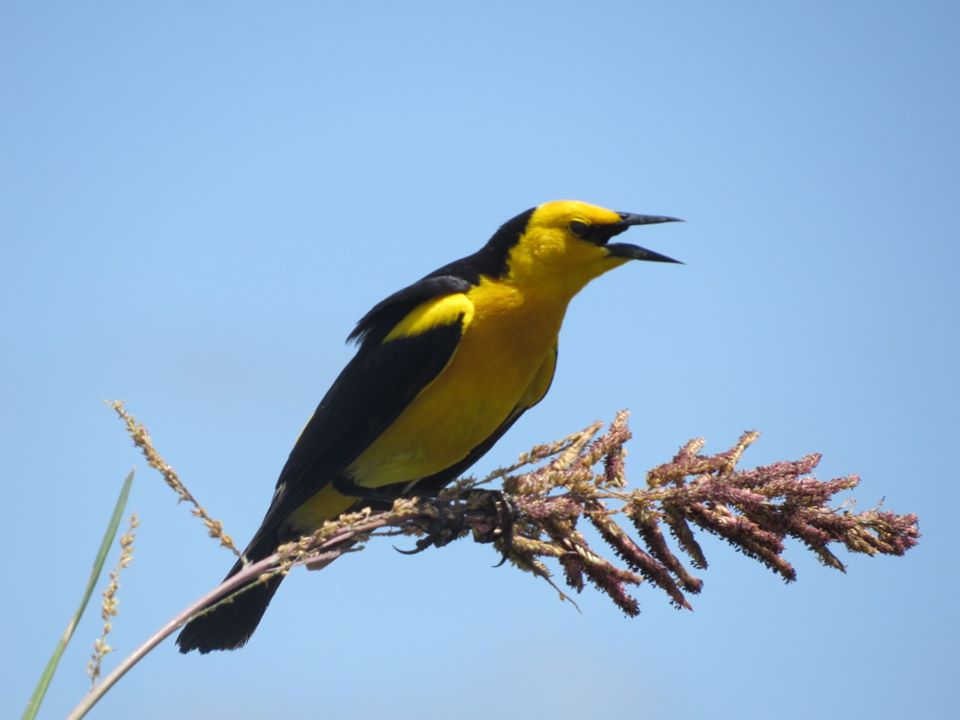 Aves Argentinas tweet media