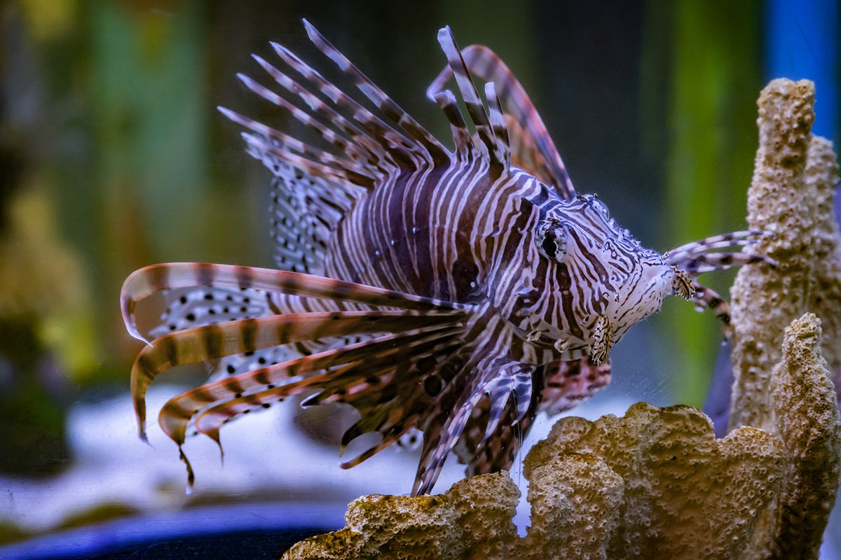 RipleysAquaCA's tweet image. While the pectoral fins attract smaller prey, some of the same features are used to keep predators such as eel, larger fish, and humans away. The lionfish🦁🐟 is a diurnal and ambush predator which means it hunts during the day with the element of surprise. #FeaturedfishFriday