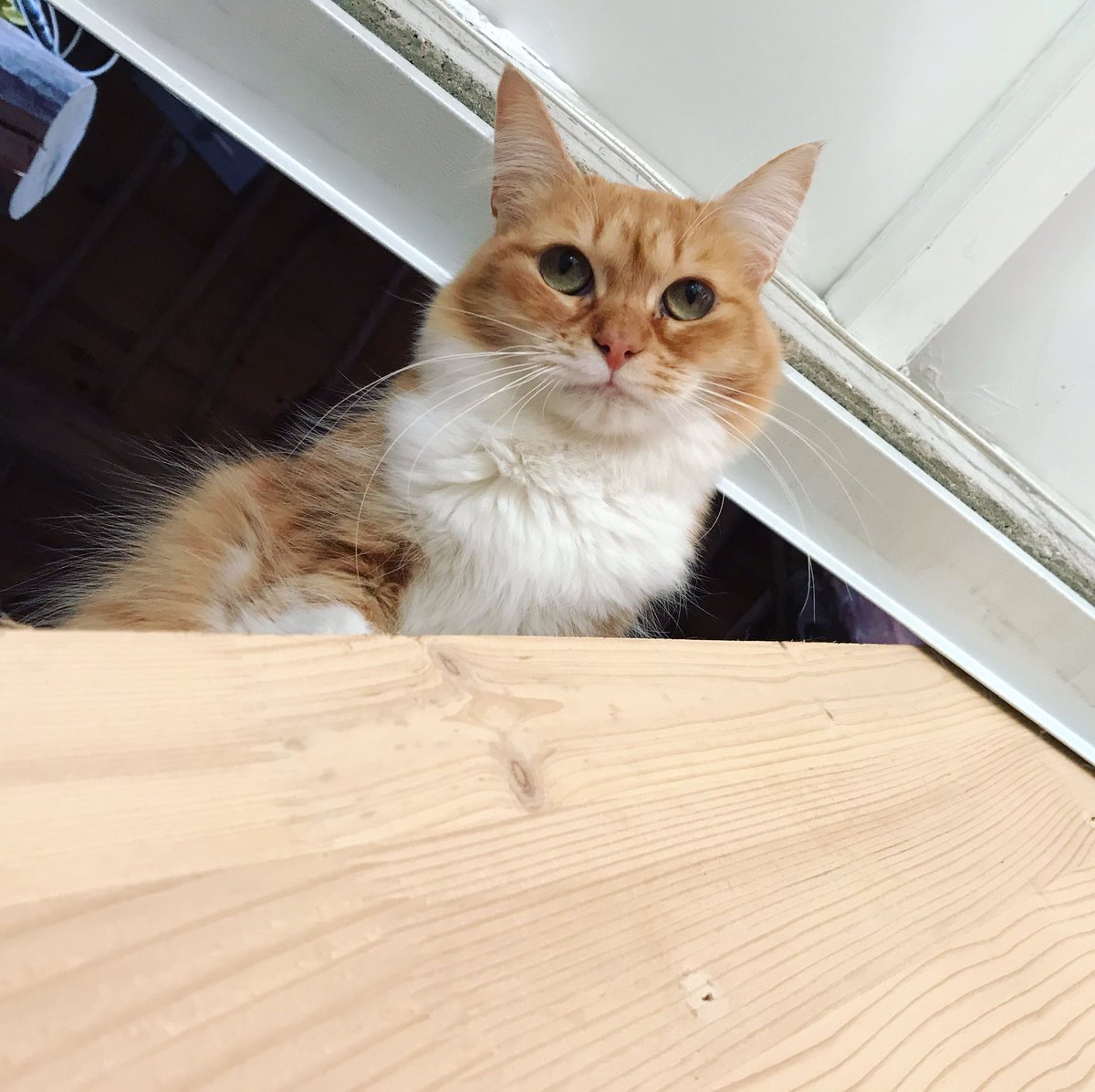 Happy Friday!
Love, Gizmo 🐱
#CatsOfTwitter #cutecat #catlife #FridayFeeling