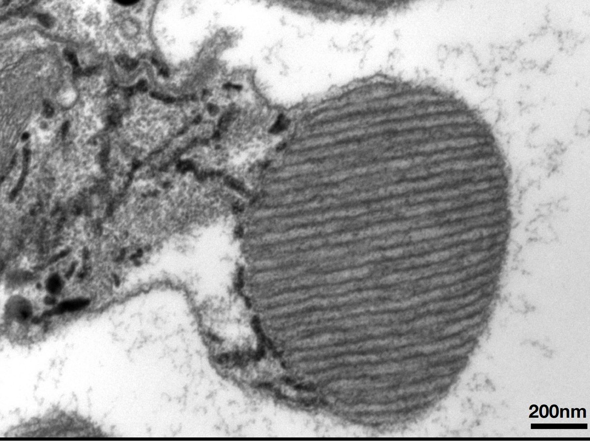 Raghu Padinjat പടിഞാററ് രഘൂ tweet media