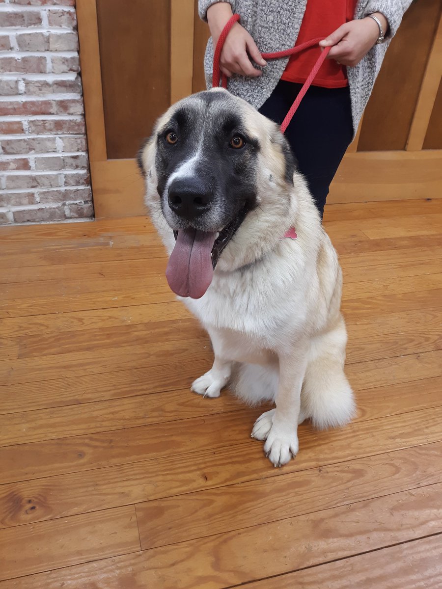 DianasWords's tweet photo. This sweet girl is #MarleytheTripawd Marley needs a loving home for Christmas where all of the doggie love goes to her &amp; she doesn't have maneuver too many stairs. If that's you, visit https://t.co/Sb0Ep8w6ed #RescueDogs #findMarleyahome https://t.co/bPpT2Kw7JT