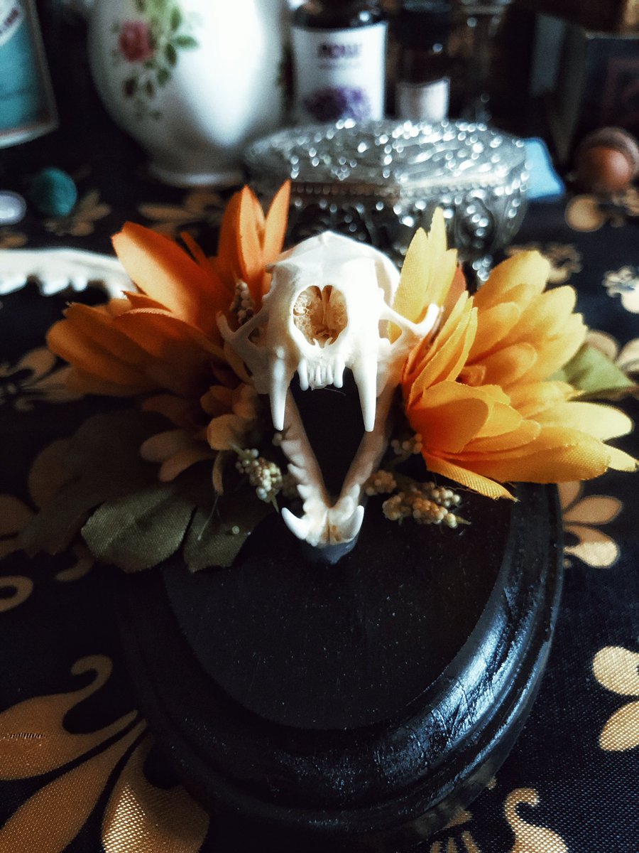 onesilvertongue's tweet photo. Calling taxidermy Twitter/people who know bones &amp; animals- I received the most on brand Christmas gift from @bananamoritz last night, but neither of us know what animal this skull belonged to. Can anyone help identify it?? #taxidermy #boneskulls https://t.co/93lrNXX85m