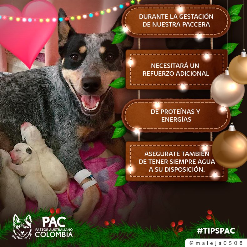ColombiaPastor's tweet photo. Los cuidados nunca están de más si se trata de nuestros mejores amigos 🐺💕
•
•
#pastoraustralianocolombia #pastorganaderoaustraliano #australiancattledog #PAC #blueheeler #pastoraustraliano #pastoraustralianoganadero #tipspac https://t.co/JNzjyPyLif