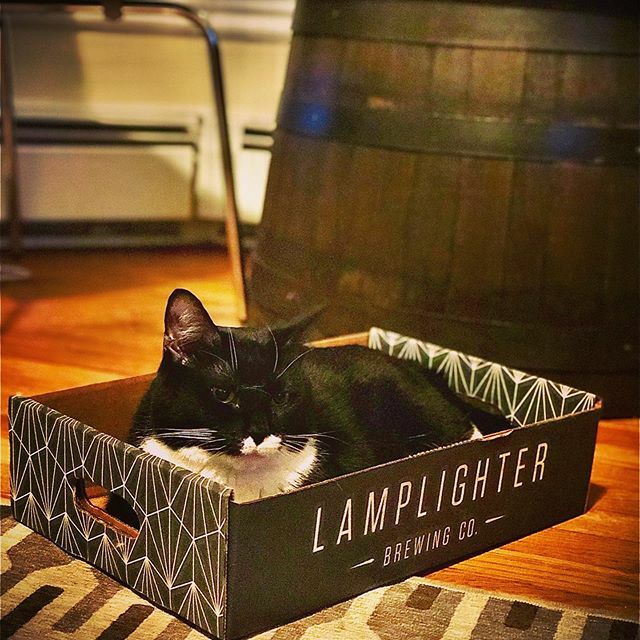 alexswensen's tweet photo. #beercat Moe is hunkered down for #beerfortfriday the 13th. She isn’t taking any chances! @lamplighterbrew @catsontap #beer #craftbeer #catsofinstagram #tuxedocat https://t.co/U6w0AhJWpI https://t.co/Ly5q7iiBx6