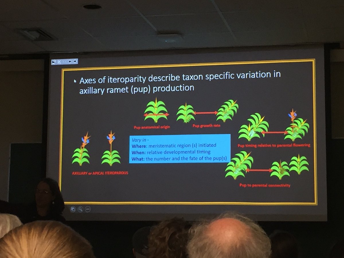 #FloraFriday shout out to @RachelJabaily for her talk last week on the #morphological and ecological madness that is #Bromeliaceae! Awesome work from the #JabailyLab @ColoradoCollege