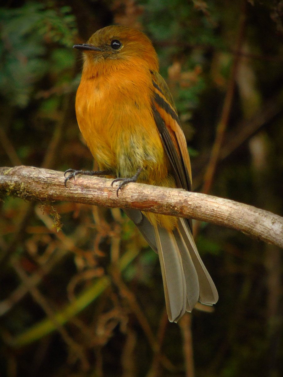 Cinnamon flycatcher (Pyrrhomyias cinnamomeus)
.
.
#pyrrhomyiascinnamomeus
#pyrrhomyias #cinnamonflycatcher #tyranids #tyranidae #flycatcher #aviturismo #ornitologia #ornitology #ornitology🐦 #birdsbeauty #birdcolombia #naturelover #wildlife #birdwildlife