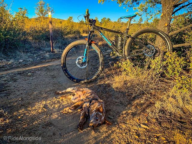 RideAlongside's tweet photo. The Making of a #TrailDog - Day 1.
#ScoutTheCataheeler
#TrekStache #29plus
#catahoulaleoparddog #heeler #cataheeler #acd #cattledog #dogsofinstagram https://t.co/aAFsyK4g8M https://t.co/o3sxe63pGk